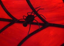 stained glass spider window